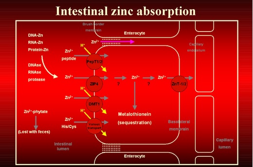 Resumen de la fisiología de la absorción de Zn